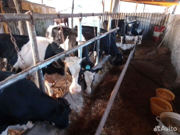 Бычки и быки