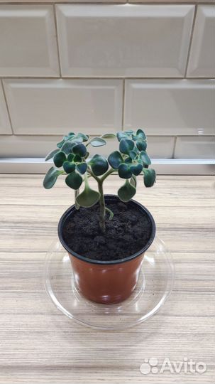 Дерево любви Аихризон