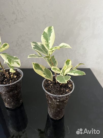 Фикус Альбомаргината, фикус Керли