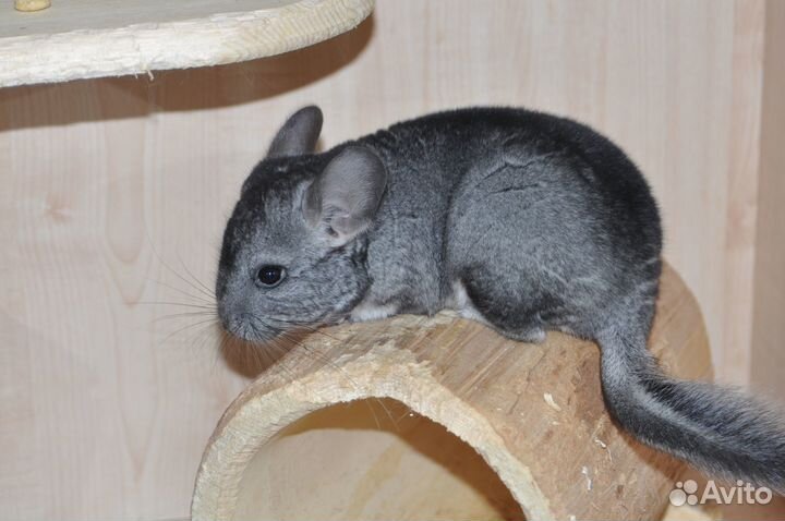 Шиншиллы, самки: черный бархат, стандарт