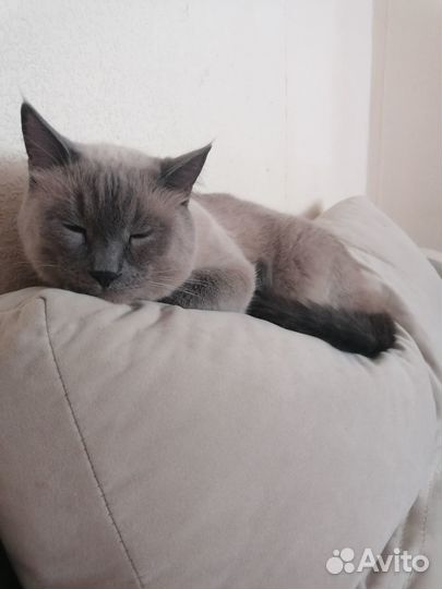 Отдам кота в добрые руки