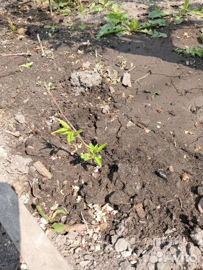 Саженцы абрикос