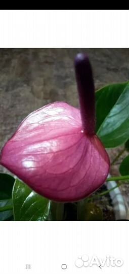 Антуриум Сирано