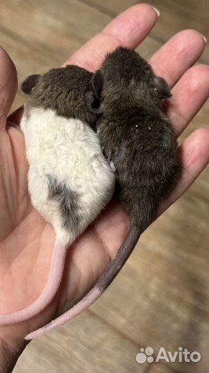 Крысята дамбо рекс