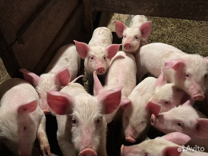 Поросята 40-дневные белые