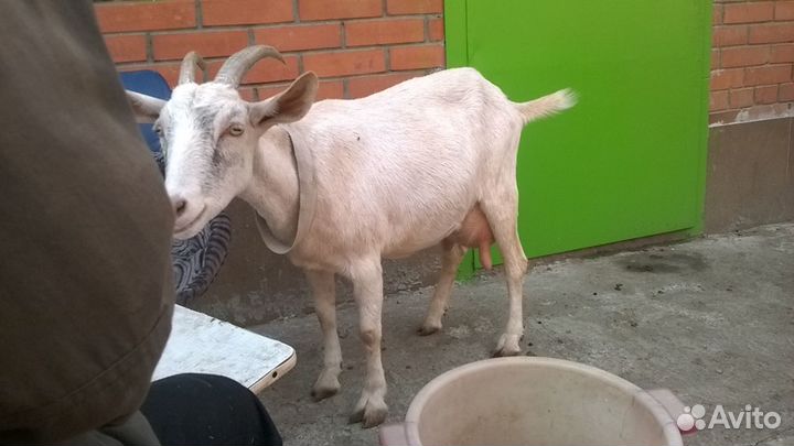 Козы безрогие в Самаре