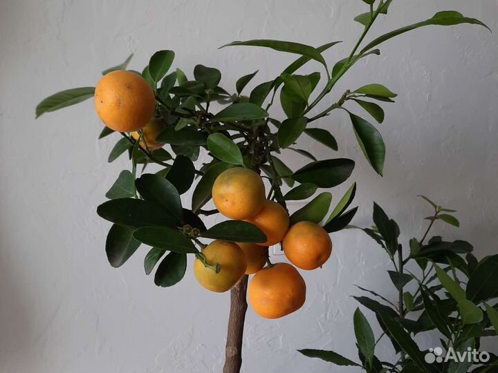 Дерево мандариновое