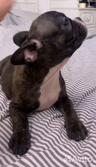 Французский бульдог мини девочка