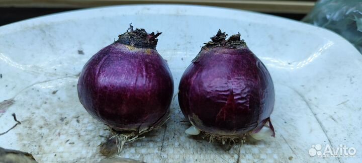 Гиацинт луковицы