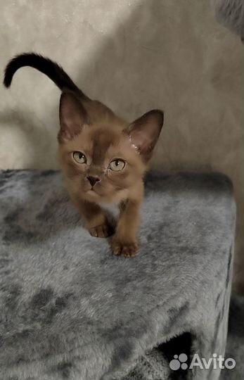 Бурманские котята