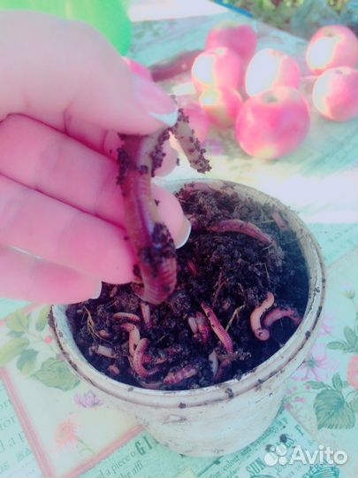 Черви выползки