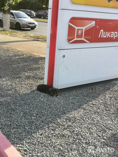 Кот ищет хозяев