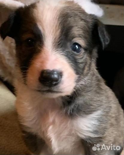 Собака в добрые руки щенок