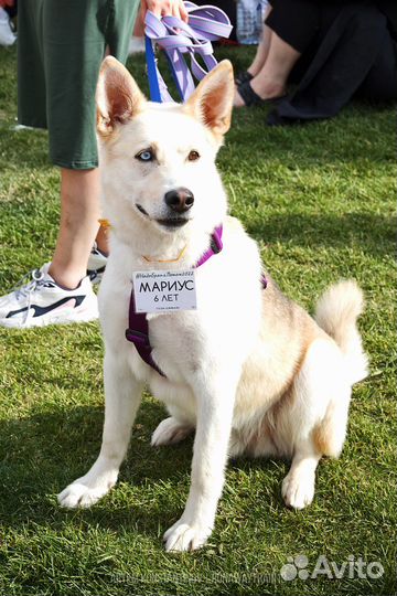 Метис Хаски в добрые руки