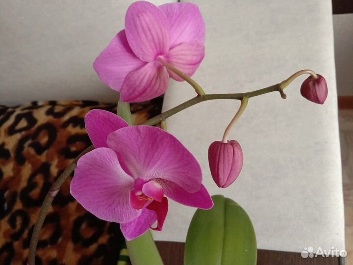 Орхидея фаленопсис