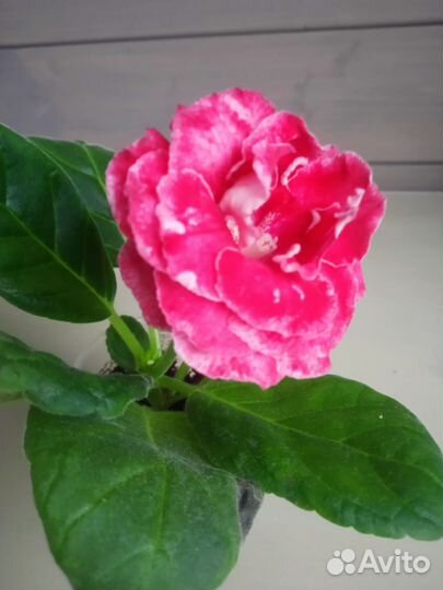 Глоксиния махровая