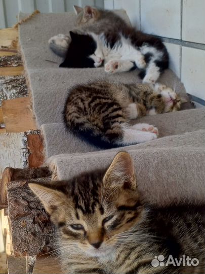Котята в добрые руки