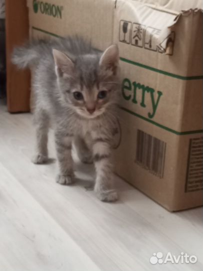 Котенок в добрые руки