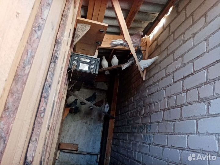 Голуби бабочки николаевские высоко летные