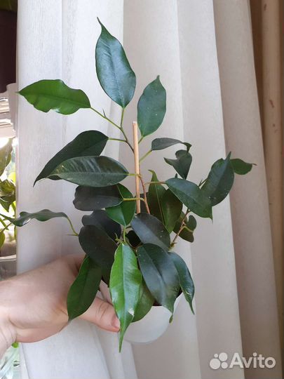 Фикус Даниэль и Анастасия