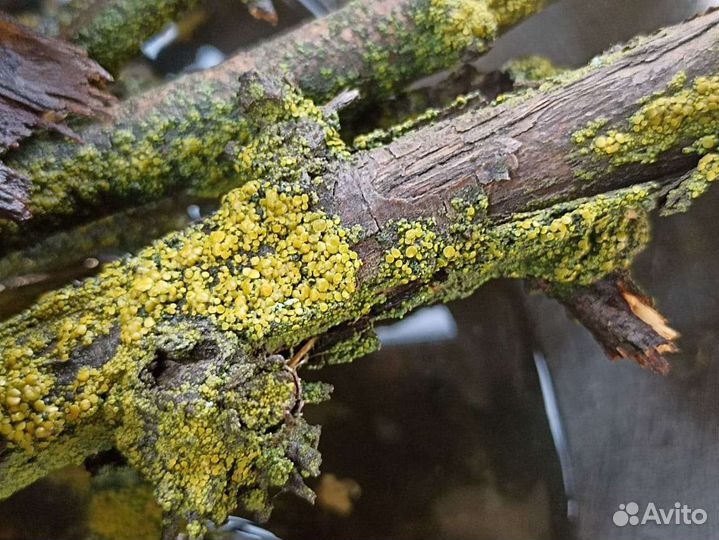 Палочки и кора с лишайником