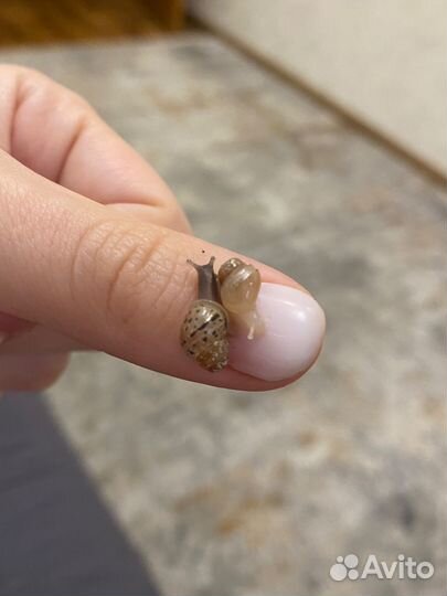 Улитки ахатины белые и черные