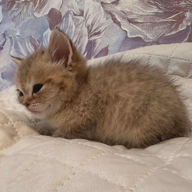 Шотландский прямоухий короткошёрстный котёнок