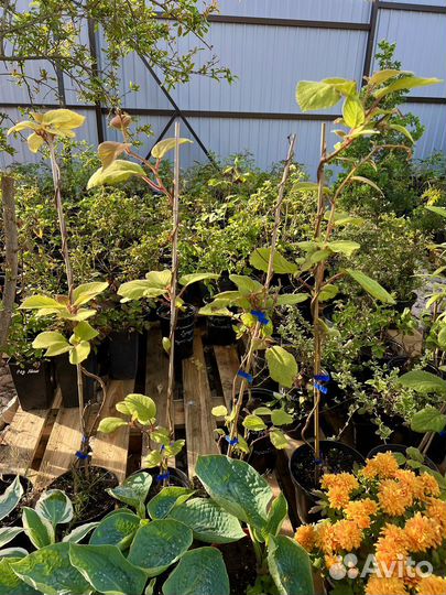 Киви мальчик и девочка