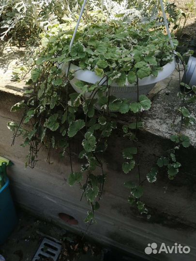 Будра пестролистная