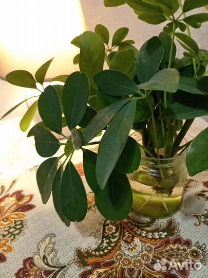 Продам отводок цветка Шеффлера