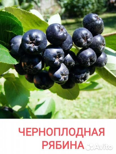 Облепиха, боярышник, ирга, черноплодная рябина