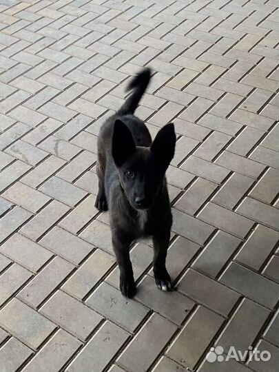 Щенок девочка в добрые руки