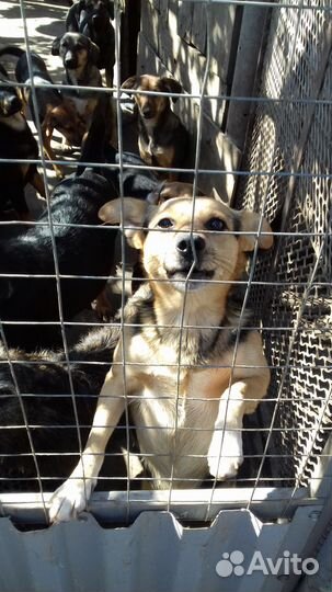 Хвостики и пушистики совершенно бесплатно