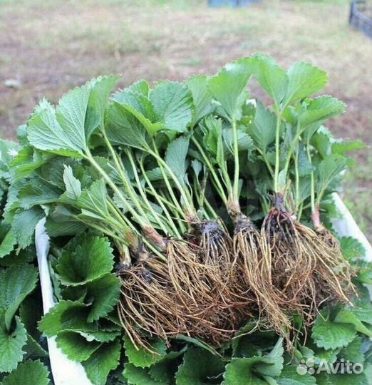 Саженцы клубники