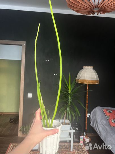 Сансевиерия