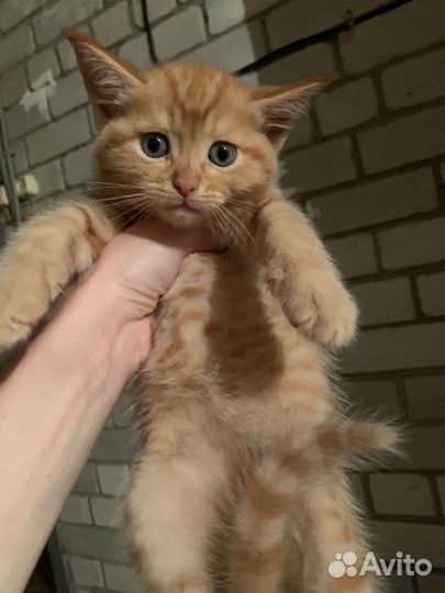 Котята