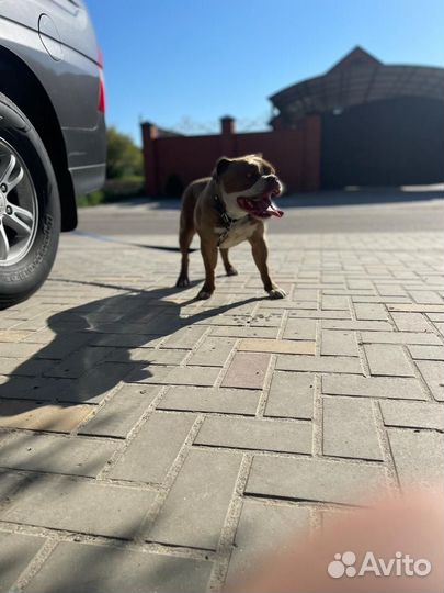 Американский булли