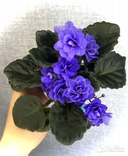 Сортовые фиалки