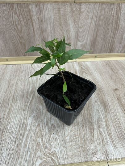 Фикус бенджамина