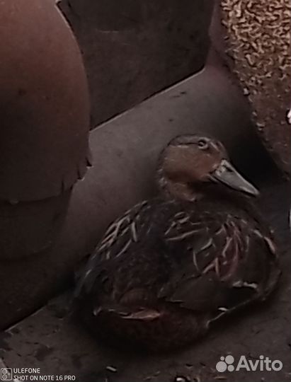 Продам диких уток