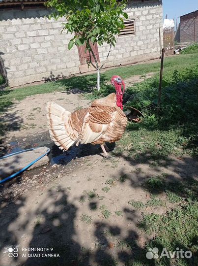 Индюк и три гуся