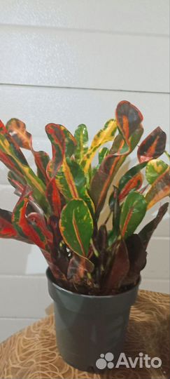 Комнатные растения