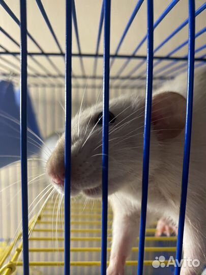 Клетка для грызунов бесплатно отдам