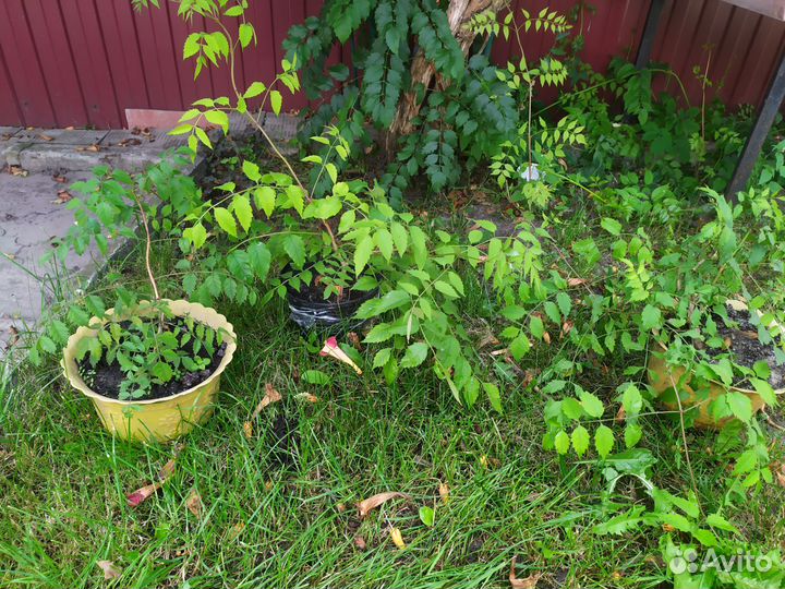 Кампсис цветущая лиана