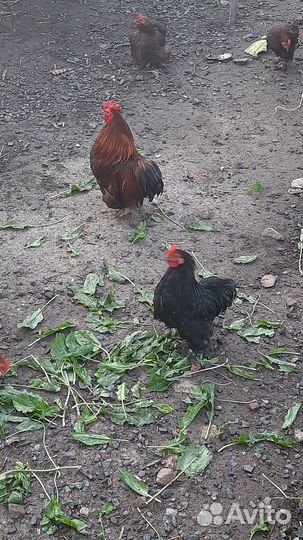 Куры петухи