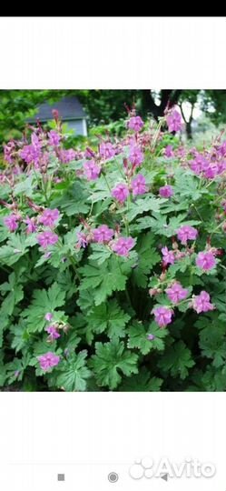 Цветы для сада