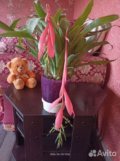 Бильбергия