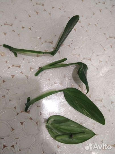 Фил Кобра жел вар