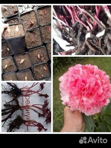 Пионы опт россия