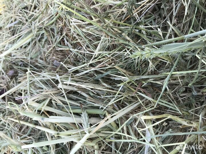 Сено в тюках